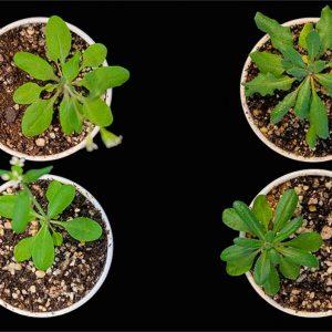 Científicos argentinos revelan una nueva función de una proteína clave con impacto en agricultura y cáncer