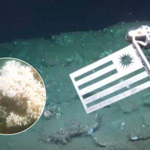 La emoción de científicos uruguayos al hallar algo inédito en el fondo marino: «Era una duda que teníamos»