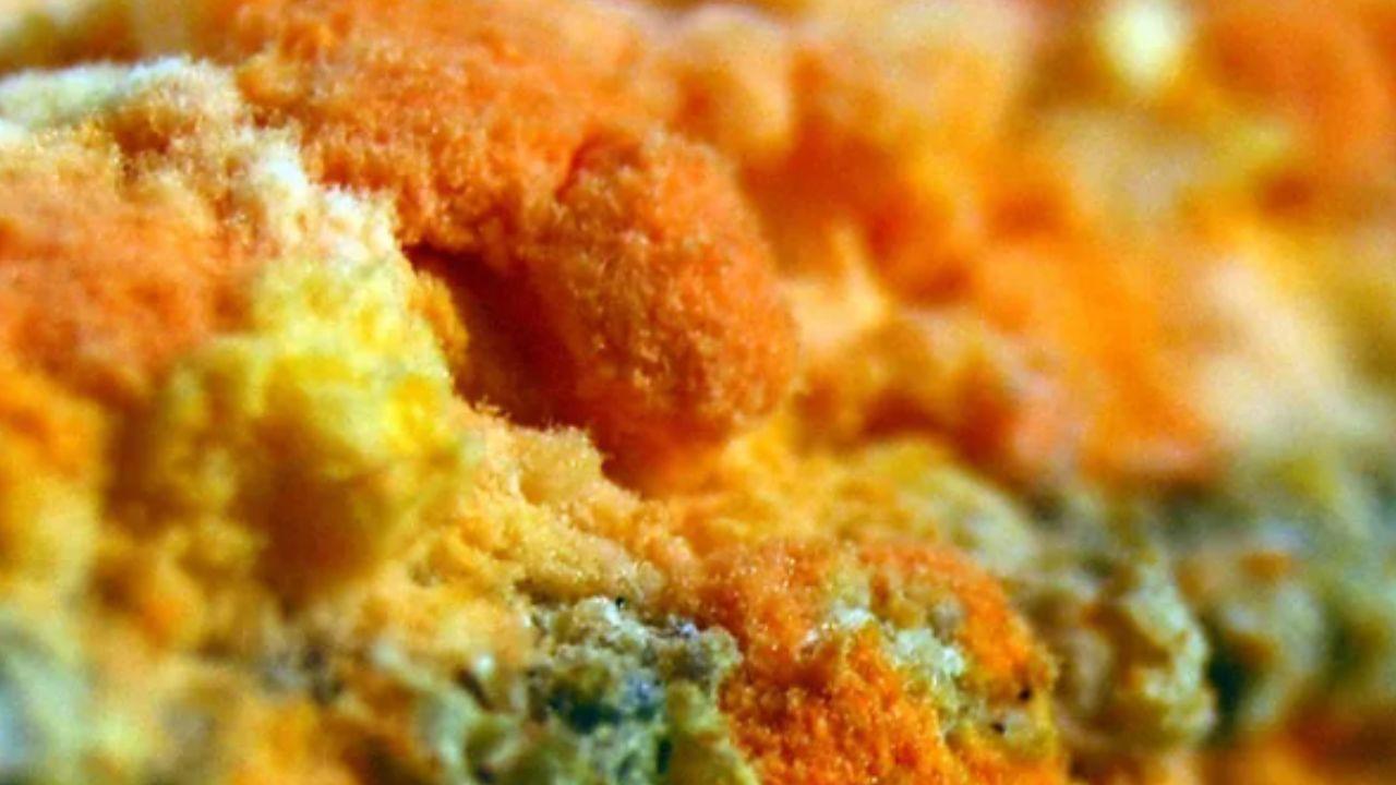 El hongo naranja que revoluciona el aprovechamiento de residuos agrícolas