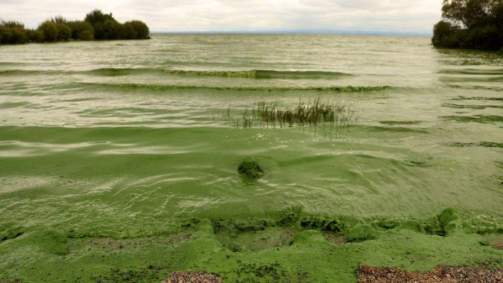 El lago más grande del Reino Unido está en medio de una crisis ambiental sin precedentes
