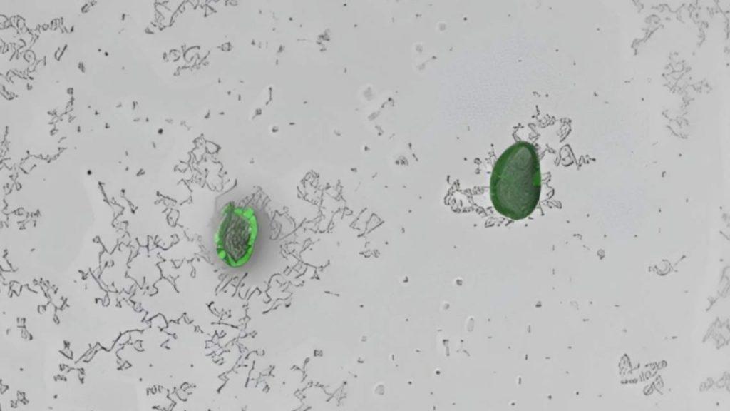 Diseñan un biosensor para detectar microplásticos invisibles en solo 3 horas