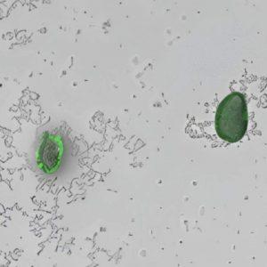 Diseñan un biosensor para detectar microplásticos invisibles en solo 3 horas