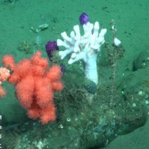 Hallaron un animal que fascinó a los científicos en la expedición uruguaya al fondo marino