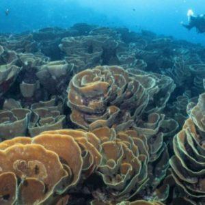 Existe hace tres siglos y mide 30 metros: este es el ser vivo más grande del océano