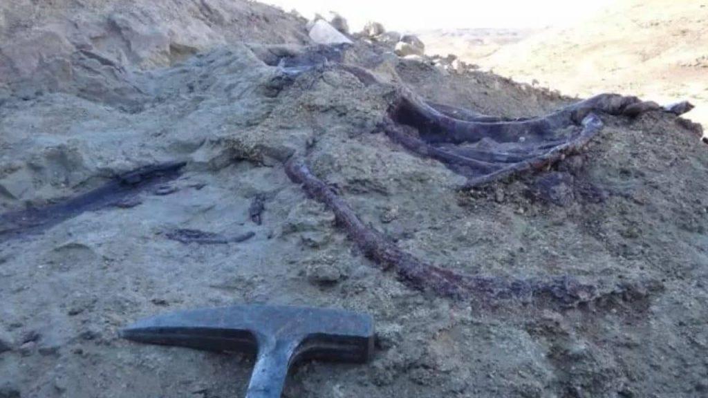 Hallan el fósil de un animal carnívoro con su ÚLTIMA presa entre los dientes