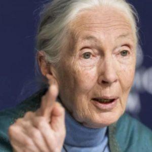 Murió Jane Goodall, la experta mundial en chimpancés e ícono de la ecología