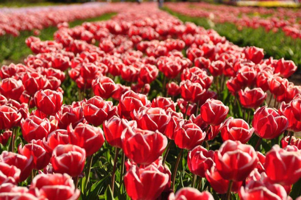 Floreció un impresionante campo de tulipanes en la Patagonia y ya es furor turístico