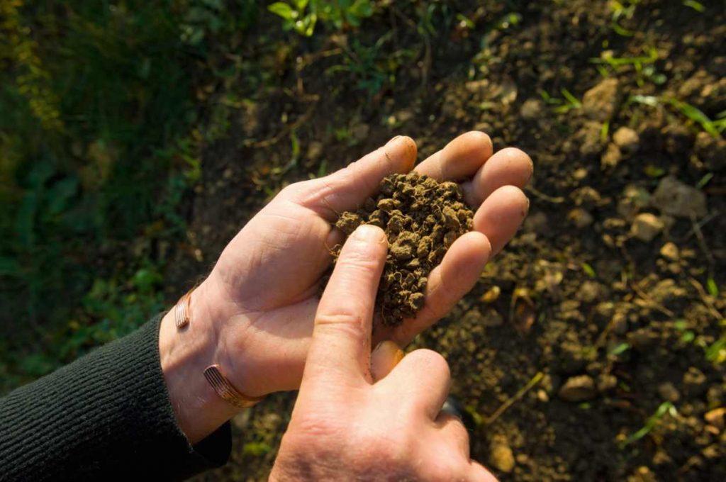 Cinco soluciones innovadoras para impulsar la agricultura regenerativa y la seguridad alimentaria global