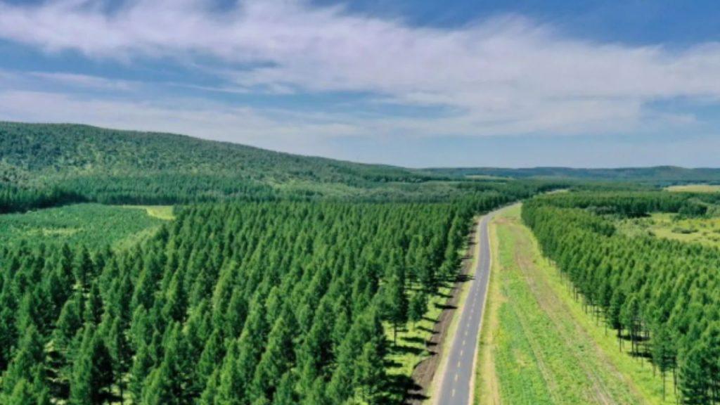 Pasó de ser un desierto árido a un bosque verde: así es la barrera verde que protege a un país
