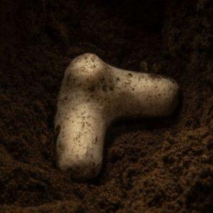 Crearon cápsulas biodegradables que regenera el suelo: ¿Cómo funcionan?