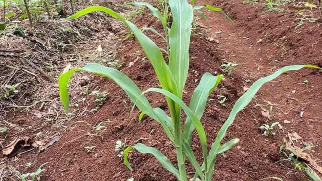 ¿Orina humana como fertilizante del futuro? Una start-up apuesta por transformar desechos en recursos agrícolas