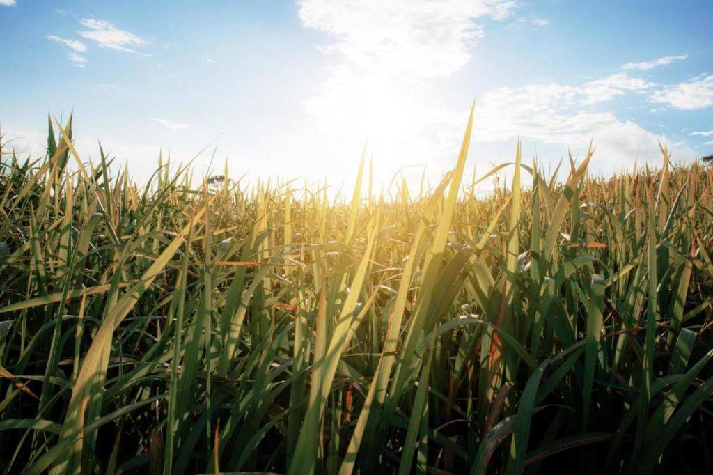 Protección y manejo sostenible: los pastizales ganan protagonismo en la agenda mundial