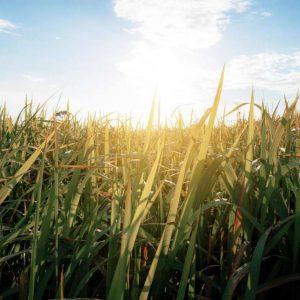 Protección y manejo sostenible: los pastizales ganan protagonismo en la agenda mundial