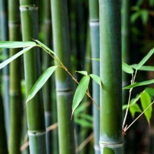 Plástico de bambú: así es el material que crearon científicos y es súper resistente