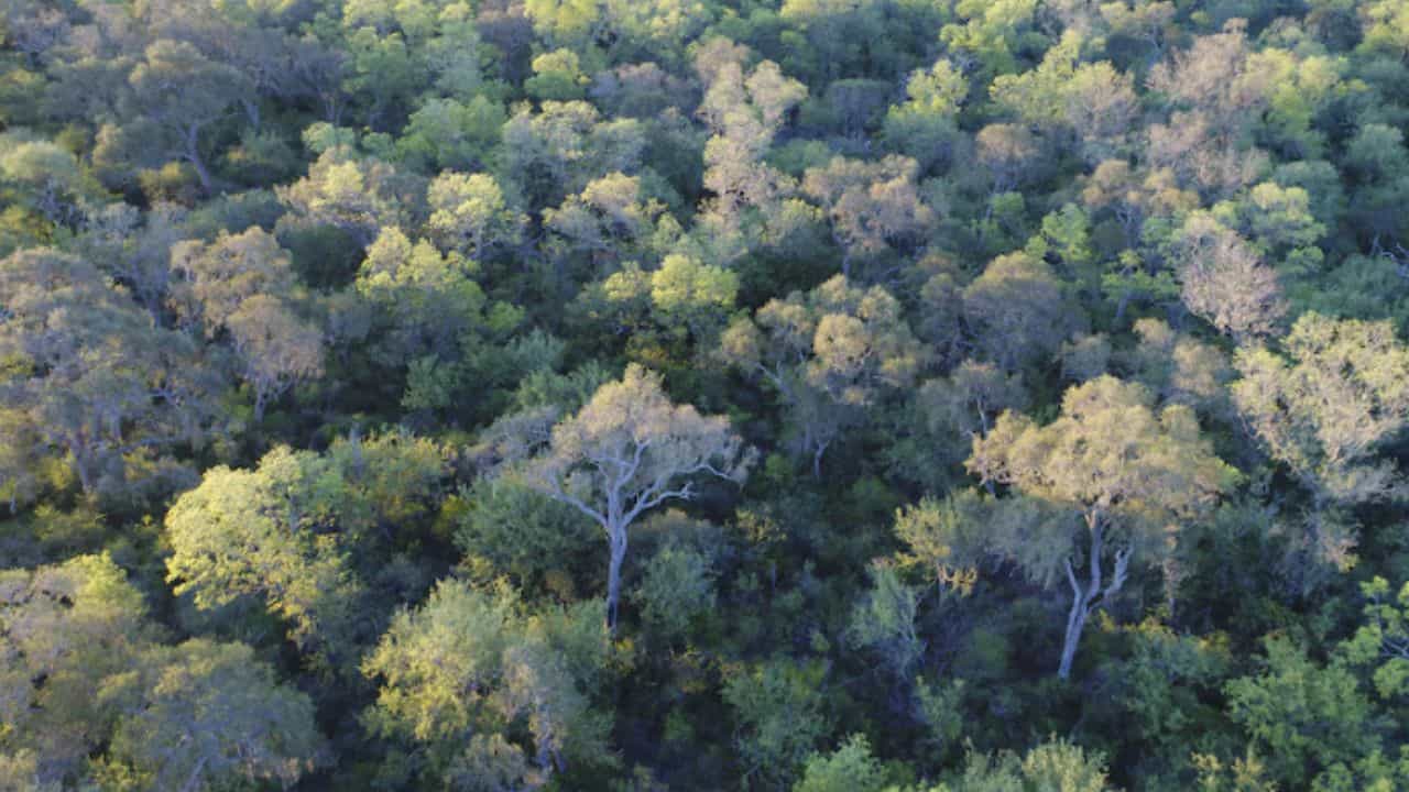 El Parque Nacional Copo: el santuario chaqueño que preserva la biodiversidad del norte argentino