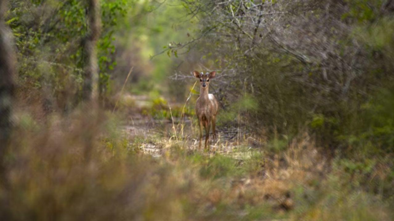 El Parque Nacional Copo: el santuario chaqueño que preserva la biodiversidad del norte argentino