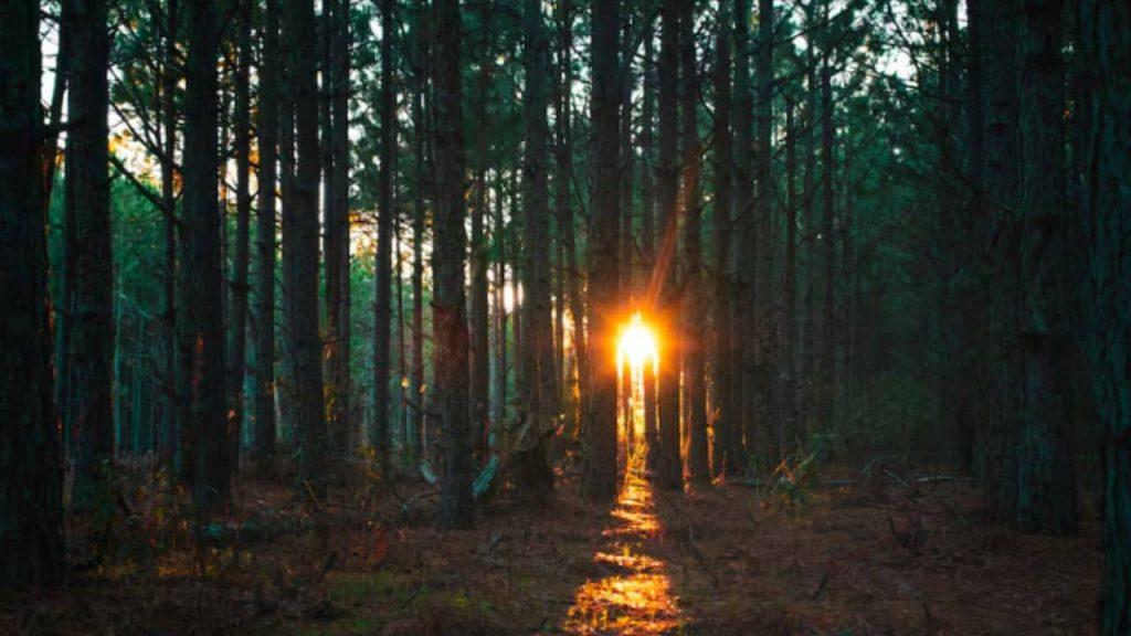 Lograron lo que parecía imposible: transformaron 93 mil hectáreas de desierto en un bosque artificial Lograron lo que parecía imposible: transformaron 93 mil hectáreas de desierto en un bosque artificial