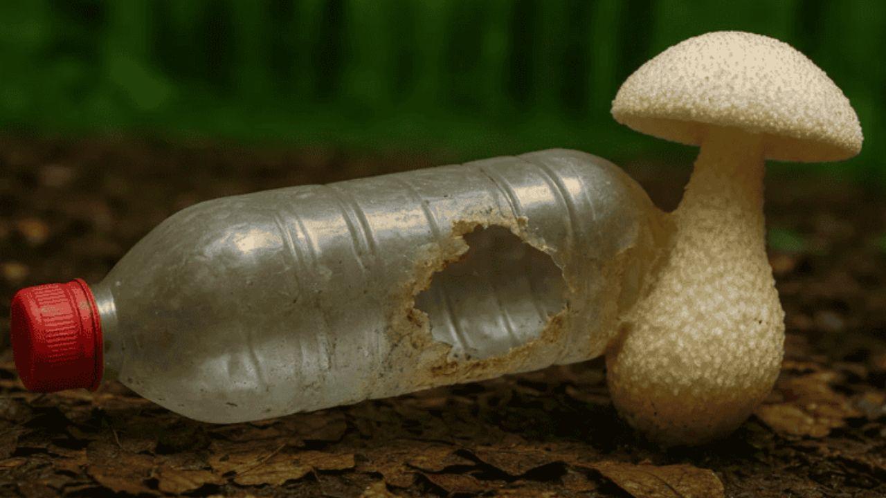 El hongo que podría revolucionar el reciclaje: una especie capaz de alimentarse de plástico