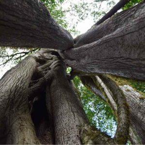 Una importante empresa invierte en la conservación de 50.000 hectáreas de selva en Salta