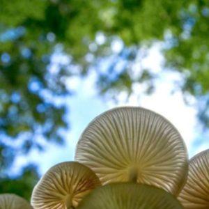 El hongo que puede “comer” plástico y abre una esperanza contra la contaminación