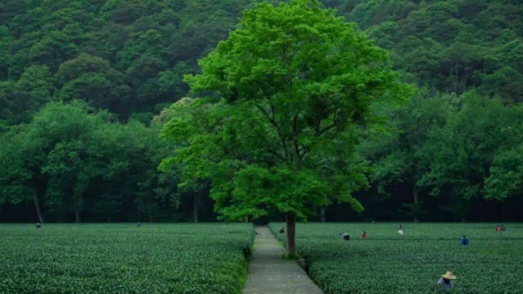 Este país plantó tantos árboles como solución ecológica que alteró el ciclo del agua Este país plantó tantos árboles como solución ecológica que alteró el ciclo del agua