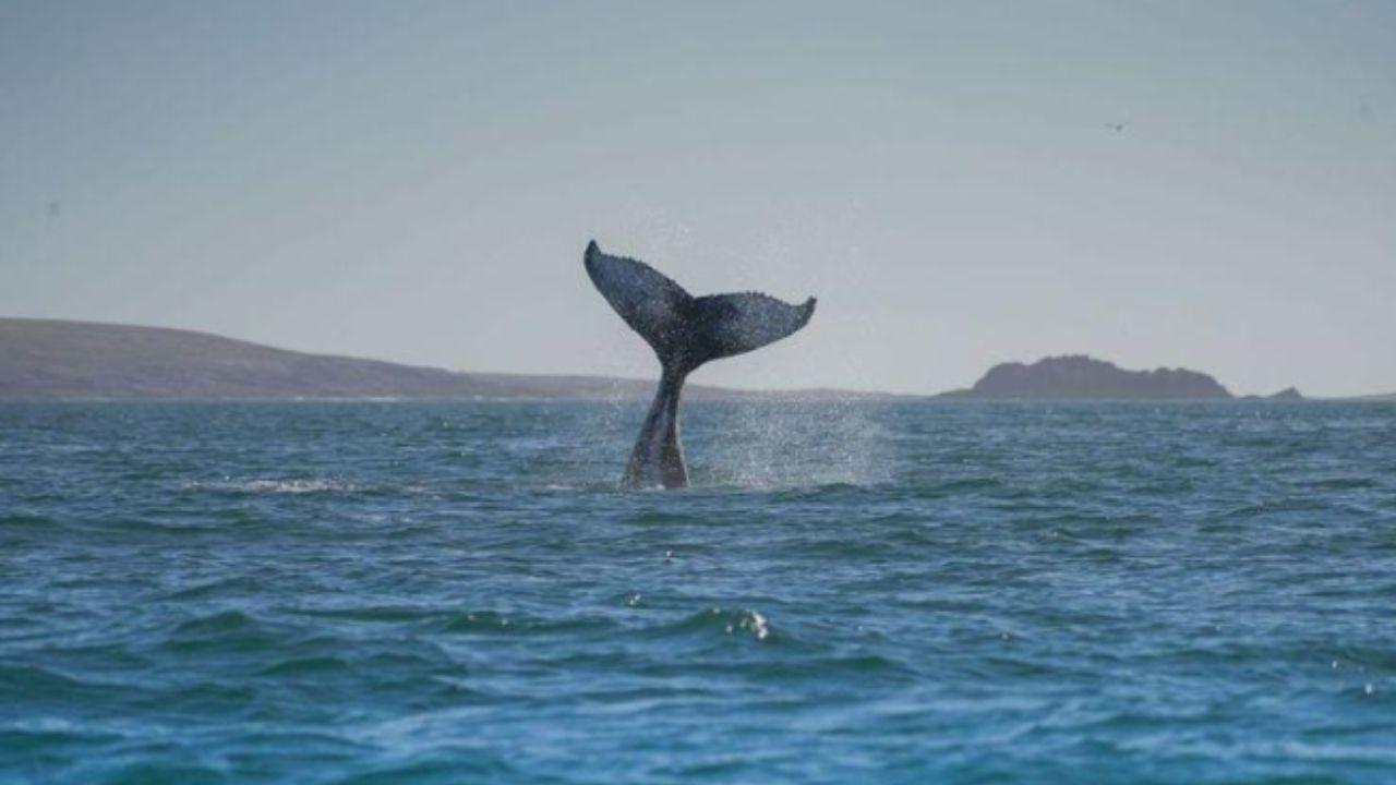 Patagonia Azul: el corredor costero de Chubut que combina conservaci&oacute;n, comunidades locales y turismo responsable