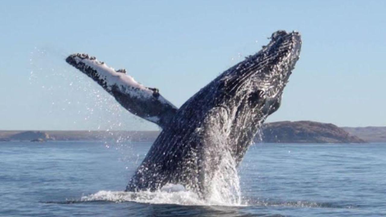 Patagonia Azul: el corredor costero de Chubut que combina conservaci&oacute;n, comunidades locales y turismo responsable