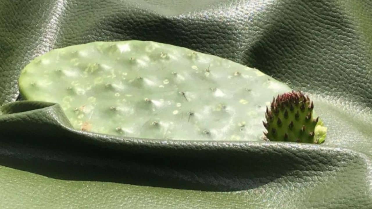 Argentina impulsa un “cuero vegetal” hecho de cactus y se posiciona en la vanguardia global de los biomateriales