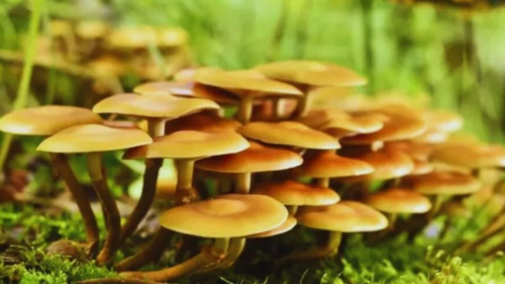 Modificaron un hongo para que tenga más proteína que la carne utilizando menos recursos Modificaron un hongo para que tenga más proteína que la carne utilizando menos recursos