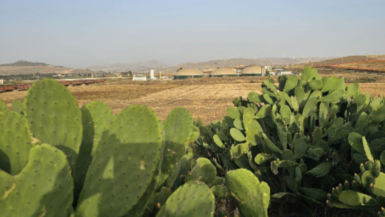 Argentina impulsa un “cuero vegetal” hecho de cactus y se posiciona en la vanguardia global de los biomateriales