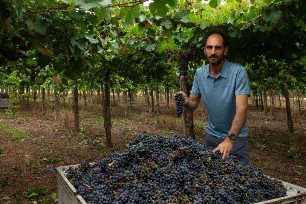¿El cambio climático puede arruinar el vino? Qué está pasando en los viñedos argentinos ¿El cambio climático puede arruinar el vino? Qué está pasando en los viñedos argentinos