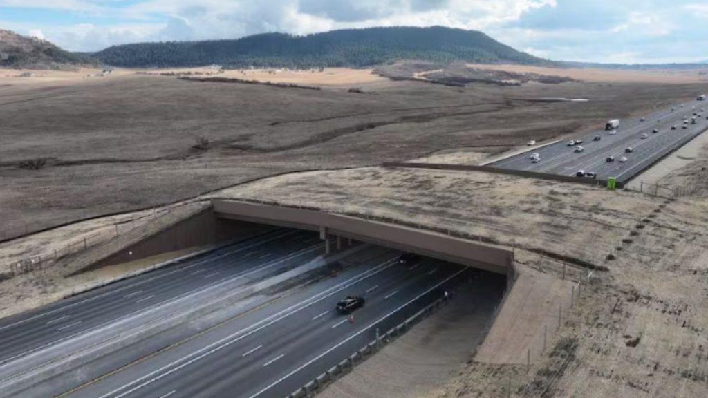 Cómo es el mayor “paso de fauna” que cruza una autopista Cómo es el mayor “paso de fauna” que cruza una autopista