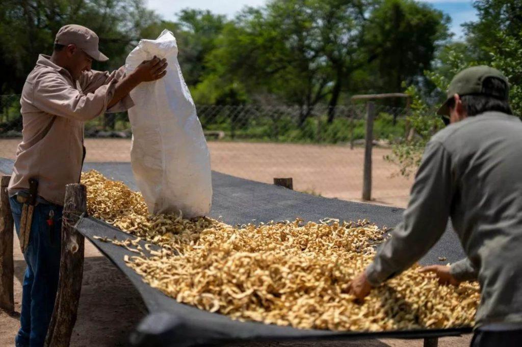 “El monte en pie también produce”: el proyecto sustentable que genera trabajo en comunidades del Impenetrable “El monte en pie también produce”: el proyecto sustentable que genera trabajo en comunidades del Impenetrable