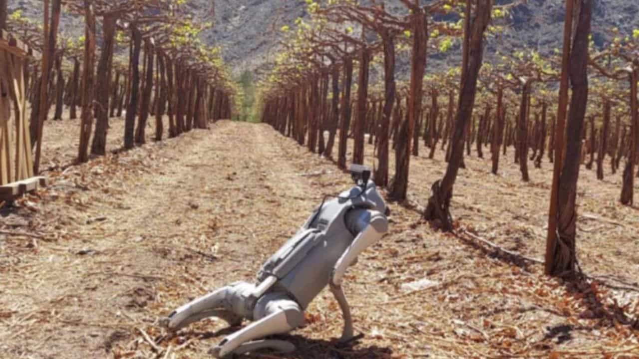 Robots con inteligencia artificial irrumpen en el agro y redefinen la gesti&oacute;n de cultivos