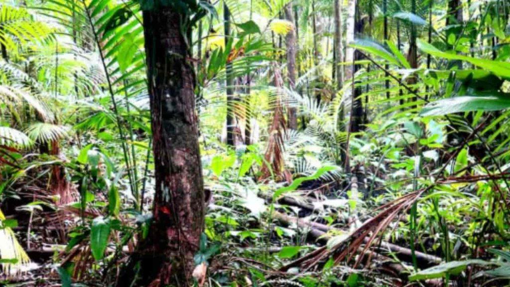 Este es el primer insecto que consiguió derechos legales y podrá ser defendido por un abogado Este es el primer insecto que consiguió derechos legales y podrá ser defendido por un abogado