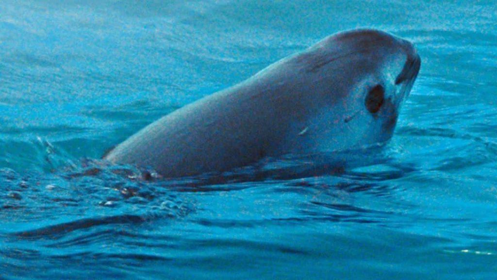 Especies en peligro crítico de extinción: los animales que podrían desaparecer en los próximos años Especies en peligro crítico de extinción: los animales que podrían desaparecer en los próximos años