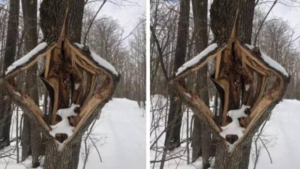 Por qué algunos árboles “explotan” durante las olas de frío extremo Por qué algunos árboles “explotan” durante las olas de frío extremo