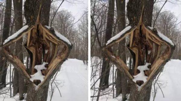 Por qué algunos árboles “explotan” durante las olas de frío extremo