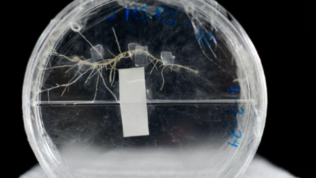 Rosario convierte colillas en biomaterial: cient&iacute;ficos de la UNR desarrollan un m&eacute;todo con hongos para reutilizar residuos t&oacute;xicos