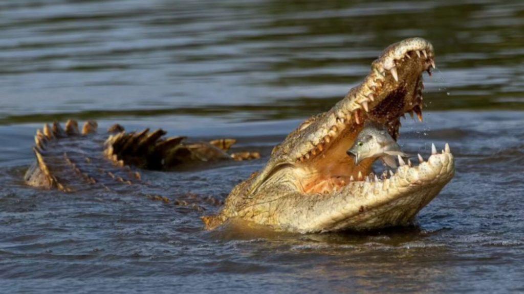 Los animales más peligrosos del mundo: cuáles son y por qué representan una amenaza real Los animales más peligrosos del mundo: cuáles son y por qué representan una amenaza real