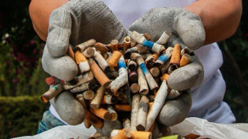 Científicos rosarinos reciclan colillas de cigarrillo con hongos y lo convierten en biomaterial Científicos rosarinos reciclan colillas de cigarrillo con hongos y lo convierten en biomaterial