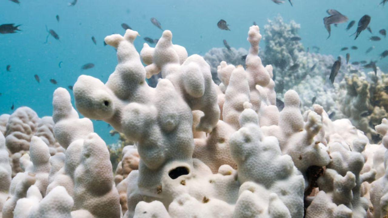 Un evento extremo de calor oce&aacute;nico explic&oacute; el mayor da&ntilde;o registrado en arrecifes de coral