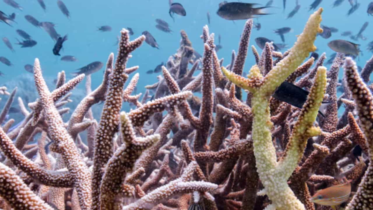 Un evento extremo de calor oce&aacute;nico explic&oacute; el mayor da&ntilde;o registrado en arrecifes de coral