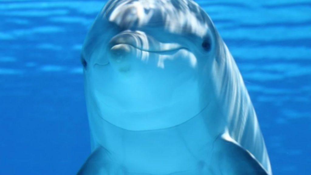Hallaron residuos electrónicos en el cerebro de los delfines y otra especie Hallaron residuos electrónicos en el cerebro de los delfines y otra especie