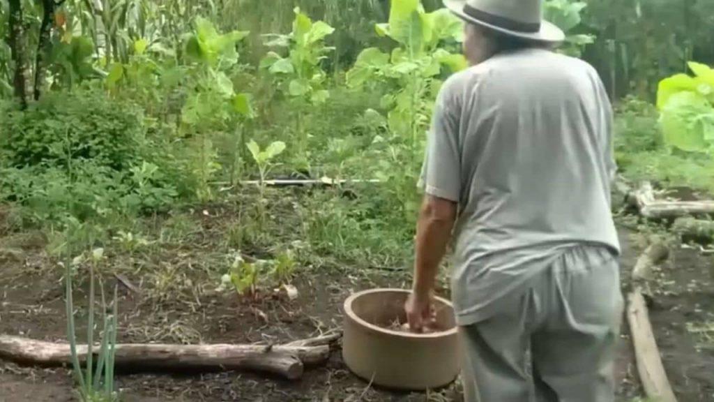 Dos hermanas de 72 y 73 años viven solas en un bosque sustentable y cuidan su salud con plantas medicinales Dos hermanas de 72 y 73 años viven solas en un bosque sustentable y cuidan su salud con plantas medicinales