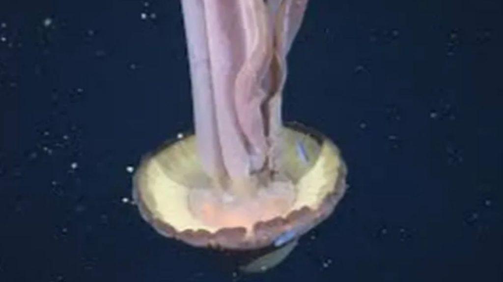 Una medusa fantasma de 11 metros fue registrada en las profundidades del Mar Argentino Una medusa fantasma de 11 metros fue registrada en las profundidades del Mar Argentino