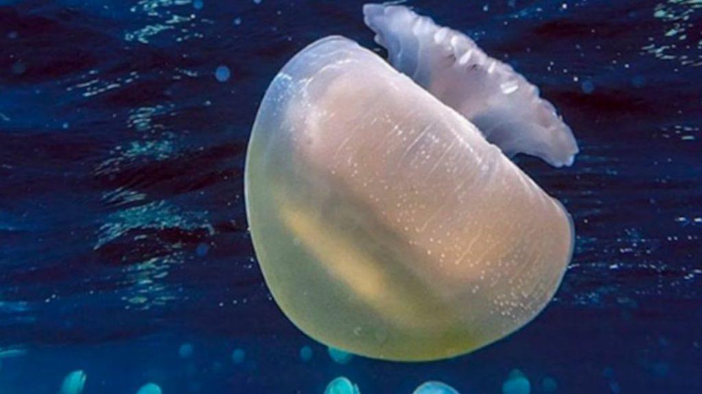 Aguavivas en la Costa Atlántica: cómo prevenir picaduras y disfrutar del mar con tranquilidad Aguavivas en la Costa Atlántica: cómo prevenir picaduras y disfrutar del mar con tranquilidad