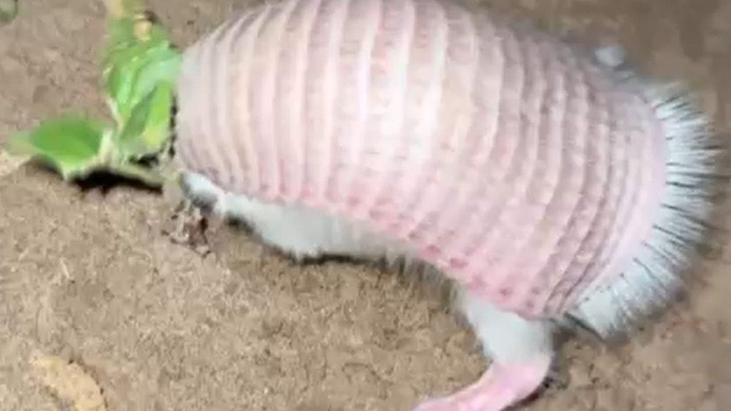 Reapareció el “hada rosa” y confirma el valor estratégico de las áreas protegidas en Mendoza Reapareció el “hada rosa” y confirma el valor estratégico de las áreas protegidas en Mendoza