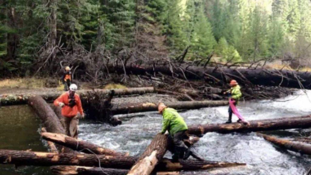 Por qué están arrojando troncos al río en Estados Unidos Por qué están arrojando troncos al río en Estados Unidos