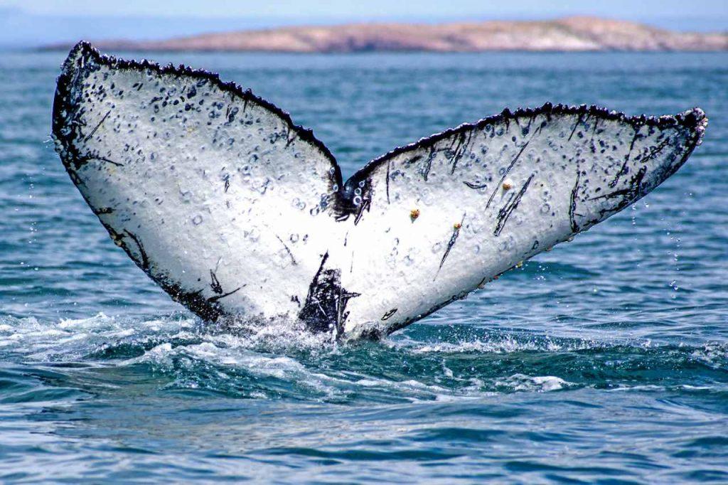 El misterio de las ballenas jorobadas: un rastreo satelital reveló una nueva ruta de estos cetáceos en el mar argentino El misterio de las ballenas jorobadas: un rastreo satelital reveló una nueva ruta de estos cetáceos en el mar argentino